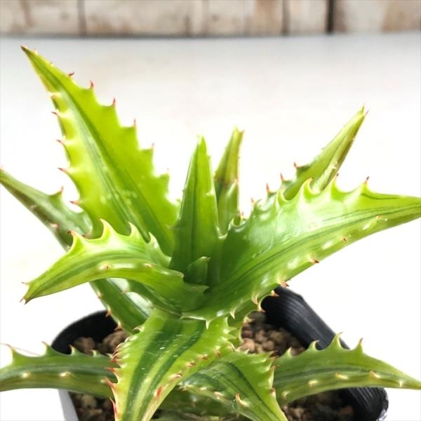 観葉植物 ハオルチア 錦の人気商品 通販 価格比較 価格 Com