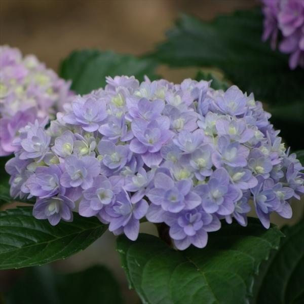 予約販売 開花見込みアジサイ苗 加茂ガーデンアジサイ てまりてまり 10 5cmポット苗 紫陽花 あじさい ハイドランジア Hydrangea Nic 4月中旬以降発送 Z フラワーネット日本花キ流通 通販 Yahoo ショッピング