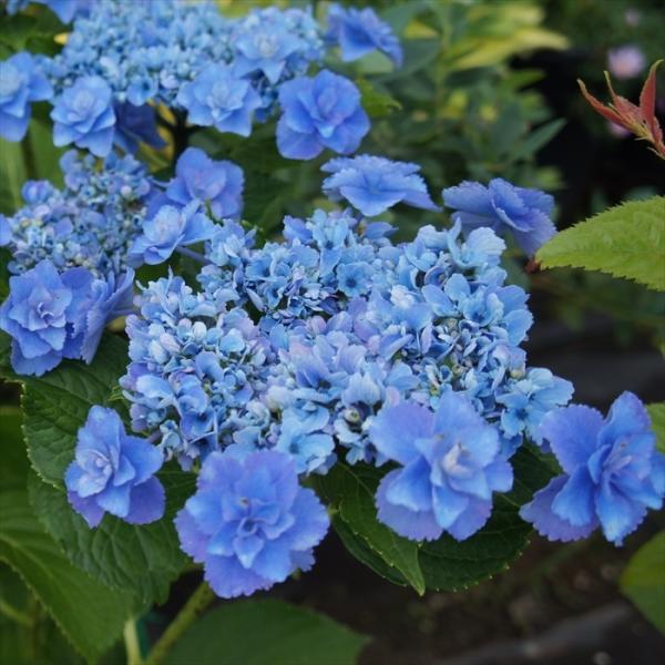 予約販売 開花見込みアジサイ苗 加茂ガーデンアジサイ おはよう 10 5cmポット苗 紫陽花 あじさい ハイドランジア Hydrangea Nic 4月中旬以降発送 Z フラワーネット日本花キ流通 通販 Yahoo ショッピング