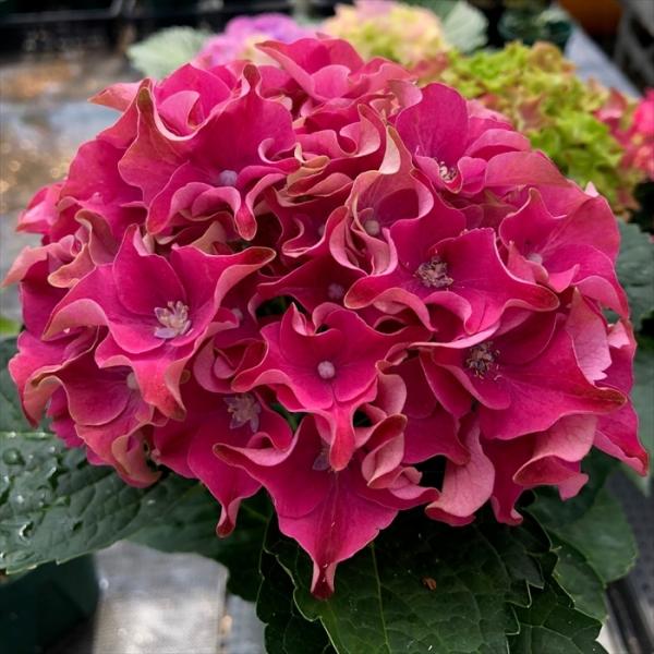予約販売 アジサイ サーフィンシリーズ サンセット 12cmポット苗 紫陽花 あじさい ハイドランジア Hydrangea Nic 4月中旬以降発送 Z フラワーネット日本花キ流通 通販 Yahoo ショッピング