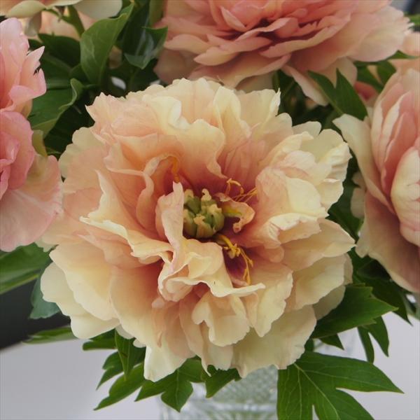 flower-net_z210200021