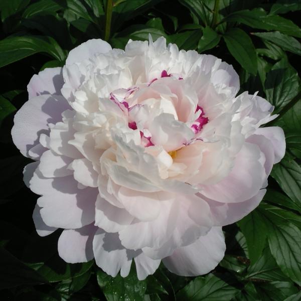 リョウスイ　　芍薬苗 imgrc0107277951.jpg