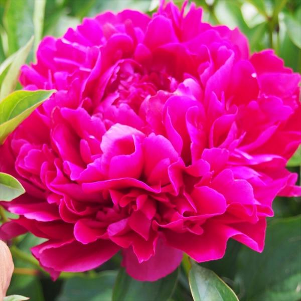 flower-net_z210200032