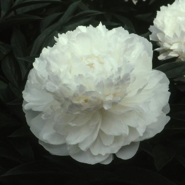 日本花キ流通 予約販売 芍薬 苗 マダム クラウドダン 15cmポット