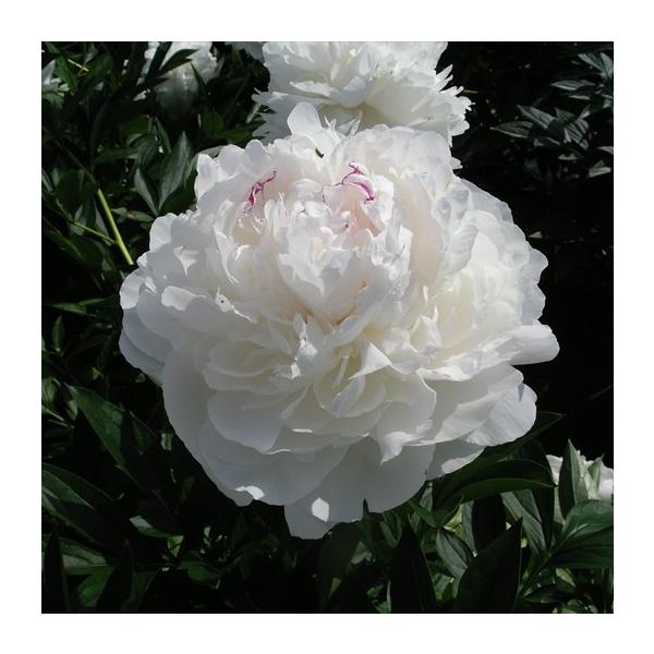 日本花キ流通 予約販売 芍薬 苗 ラテンドール 15cmポット シャクヤク