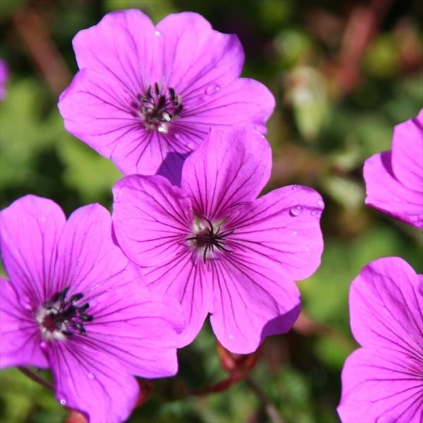 ゲラニューム 総合 Favofavoitems