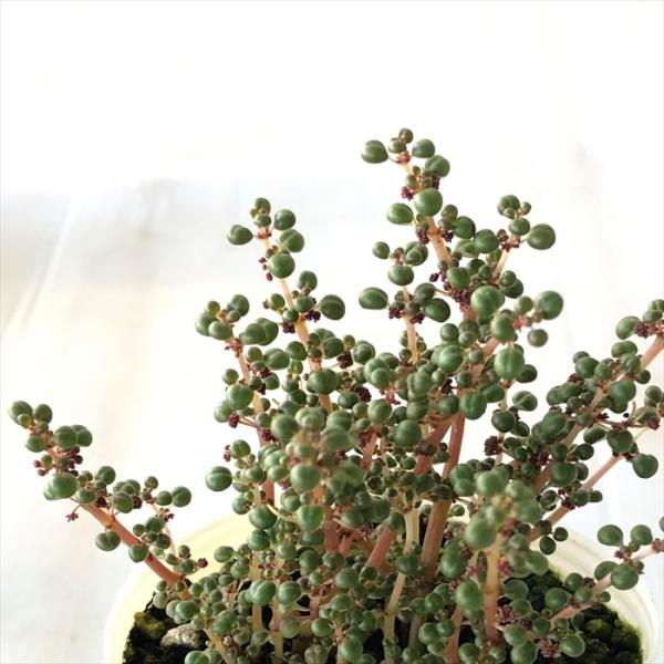 日本花キ流通 多肉植物 sbピレア グロボーサ 露鏡 多肉植物 ピレア 7.5