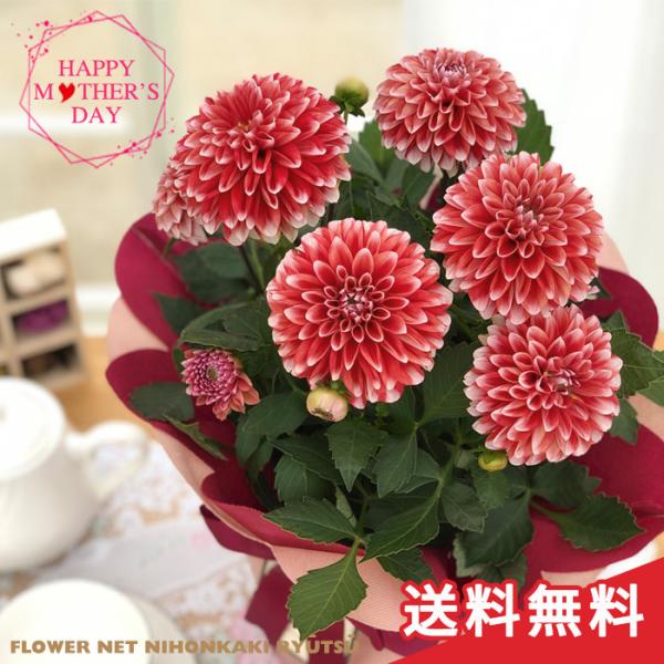 ダリア 鉢 生花の人気商品 通販 価格比較 価格 Com