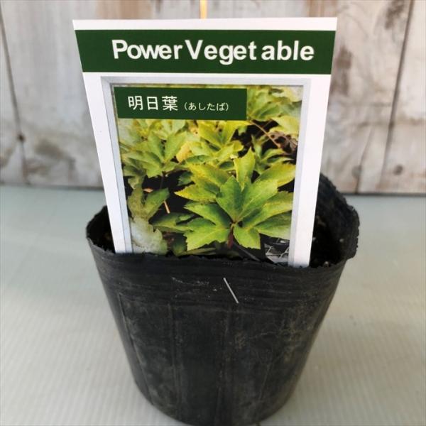 ■特徴明日葉（アシタバ）　‘アンジェリカ ケイスケイ（Angelica keiskei）’セリ科の常緑性宿根草です。名前は、強靱で発育が早く、「今日、葉を摘んでも明日にはまた葉が出る」と言われる程、生命力に溢れ、生育旺盛なことに由来します。...