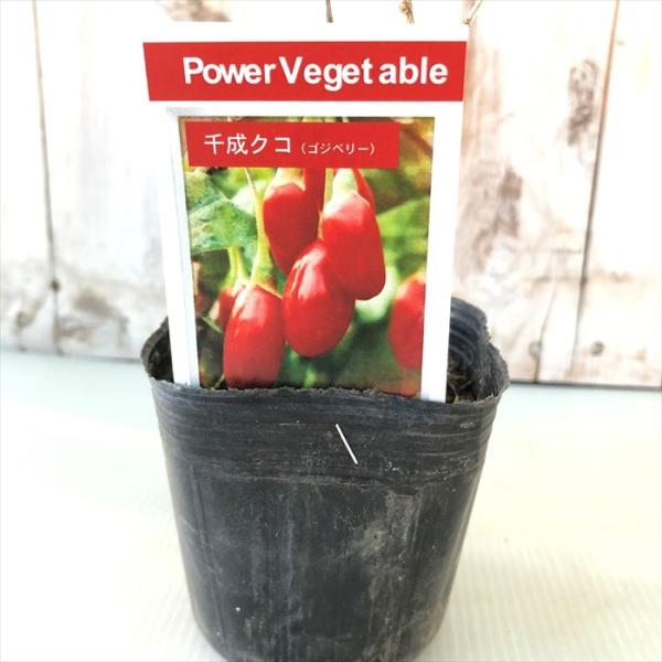 ■特徴クコ（枸杞）　‘リシウム シネンシス（Lycium chinense）’ナス科の落葉低木で、お届けするのはその中でも実付きに優れた選抜種の‘千成クコ’です。名前は中国の古書に、「枸橘（カラタチ）の様なトゲがあり、杞柳（コリヤナギ）の様...