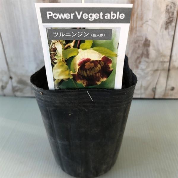 ■特徴ツルニンジン（蔓人参）　‘コドノプシス ランセオラタ（Codonopsis lanceolata）’キキョウ科の落葉・つる性宿根草で、花の内側の模様をお爺さんのソバカスに見立て‘シイソブ’とも呼ばれます。太く育つ根がウコギ科の‘パナッ...