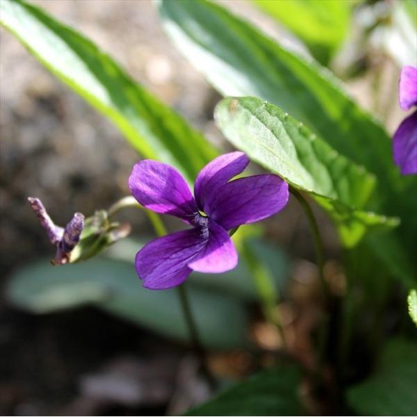 \̔ X~ c }WJ 7.5cm|bg݂ R쑐 N K[fjO ԕc h nfs 11{ȍ~