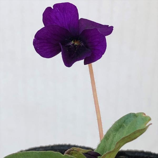 \̔ X~ c xm_ 7.5cm|bg݂ R쑐 N K[fjO ԕc h nfs 11{ȍ~