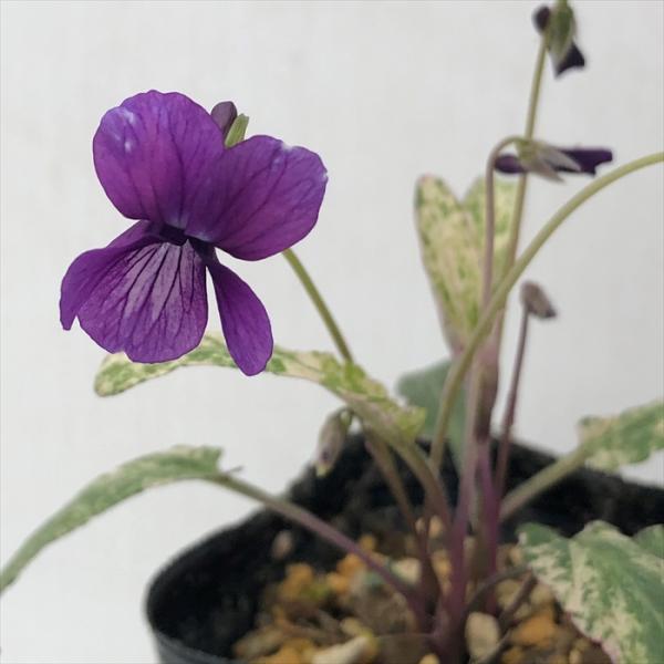 \̔ X~ c jVLX~ 7.5cm|bg݂ R쑐 N K[fjO ԕc h nfs 11{ȍ~