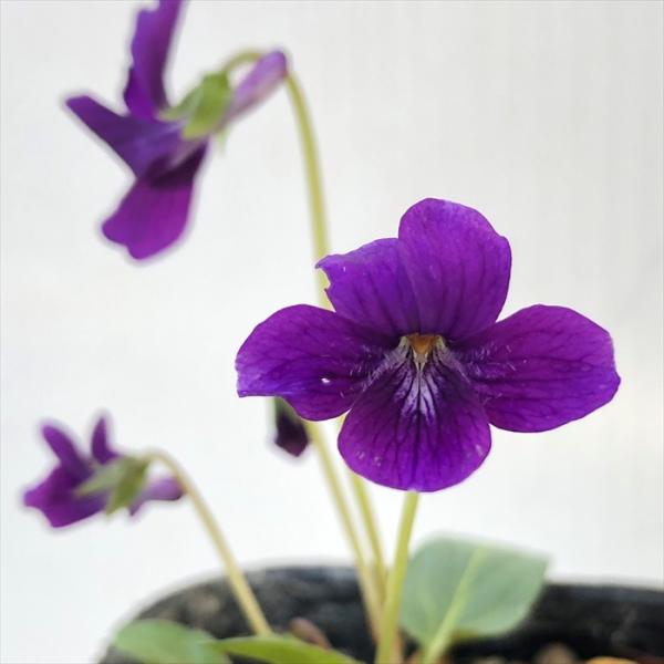 \̔ X~ c  7.5cm|bg݂ R쑐 N K[fjO ԕc h nfs 11{ȍ~