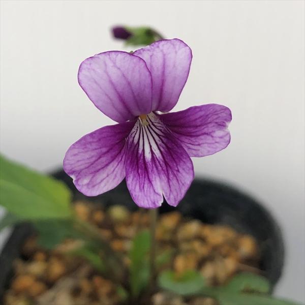 \̔ X~ c 䂤 7.5cm|bg݂ R쑐 N K[fjO ԕc h nfs 11{ȍ~