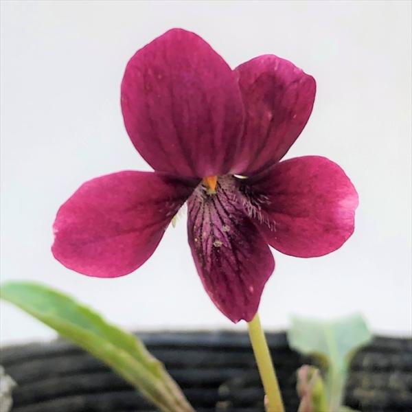 \̔ X~ c Ђނ 7.5cm|bg݂ R쑐 N K[fjO ԕc h nfs 11{ȍ~