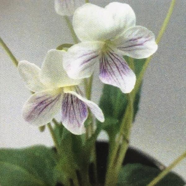 \̔ X~ c VKlX~ 7.5cm|bg݂ R쑐 N K[fjO ԕc h nfs 11{ȍ~