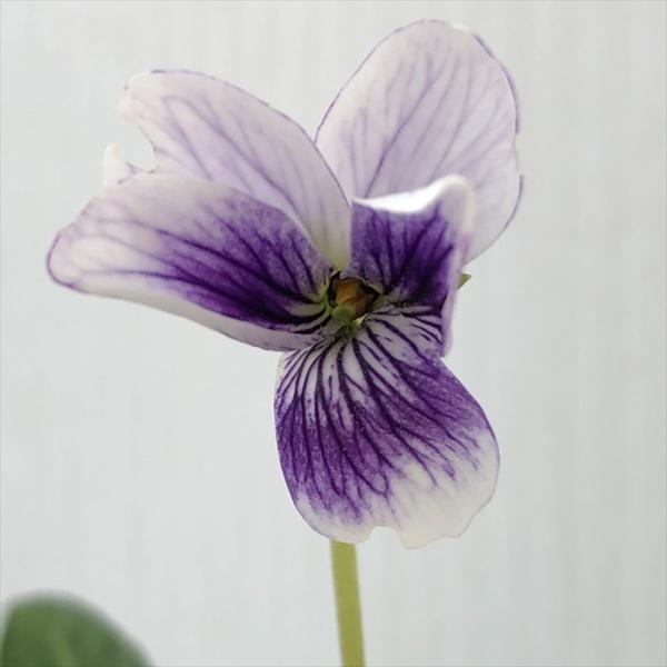 \̔ X~ c FAcoX~ 7.5cm|bg݂ R쑐 N K[fjO ԕc h nfs 11{ȍ~