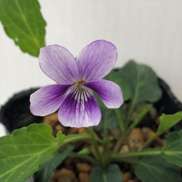 \̔ X~ c gԃAcoX~ 7.5cm|bg݂ R쑐 N K[fjO ԕc h nfs 11{ȍ~