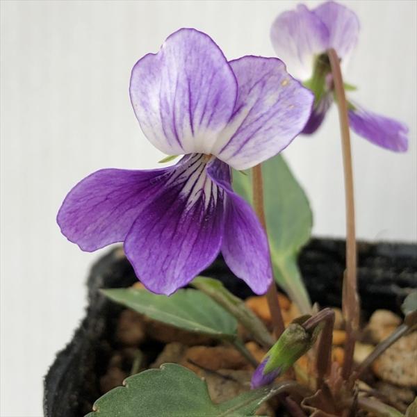 \̔ X~ c AcoAi}X~ 7.5cm|bg݂ R쑐 N K[fjO ԕc h nfs 11{ȍ~