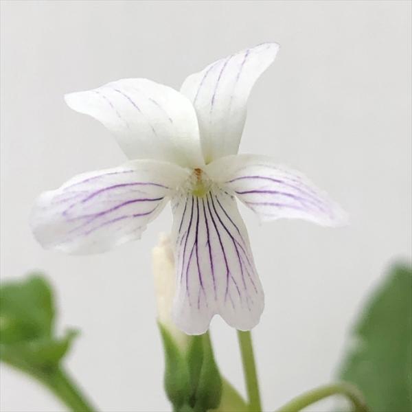 \̔ X~ c AAPX~ 7.5cm|bg݂ R쑐 N K[fjO ԕc h nfs 11{ȍ~