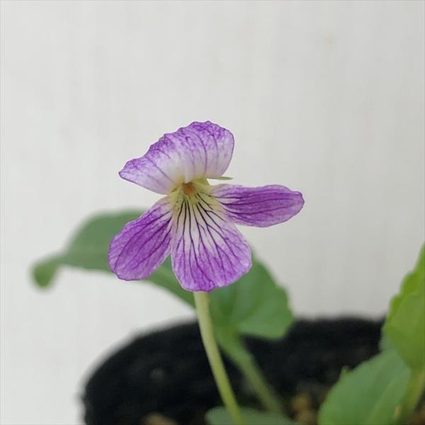 \̔ X~ c gԃAAPX~ 7.5cm|bg݂ R쑐 N K[fjO ԕc h nfs 11{ȍ~