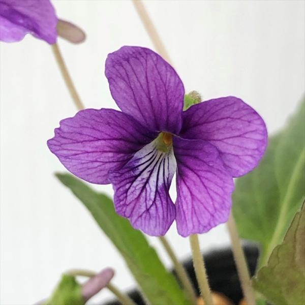 \̔ X~ c mWX~ 7.5cm|bg݂ R쑐 N K[fjO ԕc h nfs 11{ȍ~