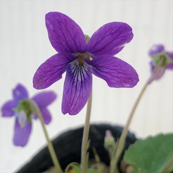 \̔ X~ c RX~ 7.5cm|bg݂ R쑐 N K[fjO ԕc h nfs 11{ȍ~