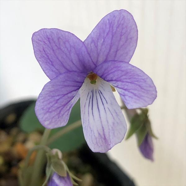 \̔ X~ c RX~ە 7.5cm|bg݂ R쑐 N K[fjO ԕc h nfs 11{ȍ~