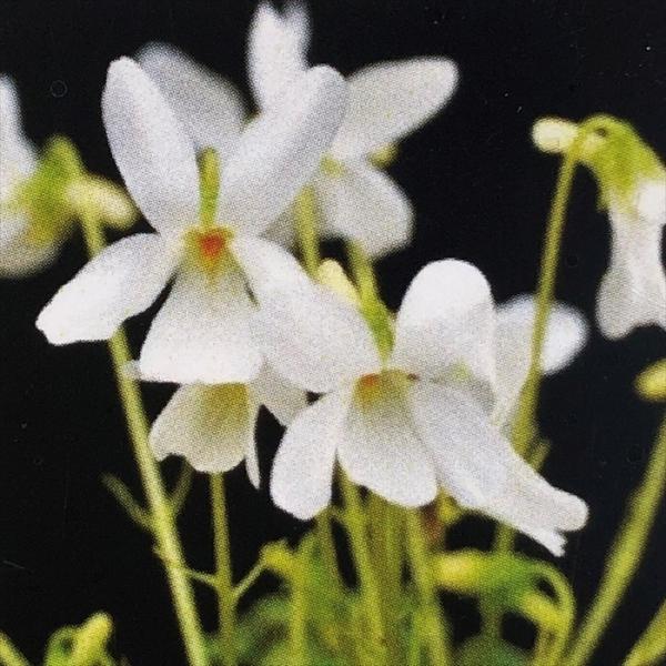 \̔ X~ c VoiRX~ 7.5cm|bg݂ R쑐 N K[fjO ԕc h nfs 11{ȍ~