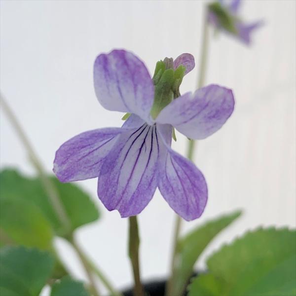 \̔ X~ c oiRX~ 7.5cm|bg݂ R쑐 N K[fjO ԕc h nfs 11{ȍ~