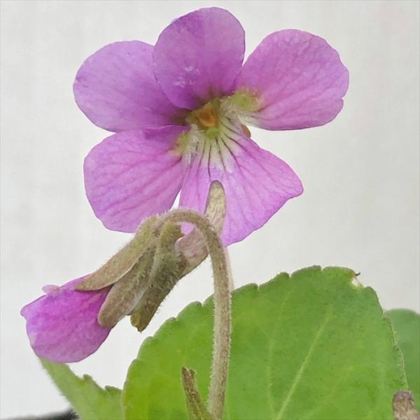 \̔ X~ c EXAJlX~ 7.5cm|bg݂ R쑐 N K[fjO ԕc h nfs 11{ȍ~