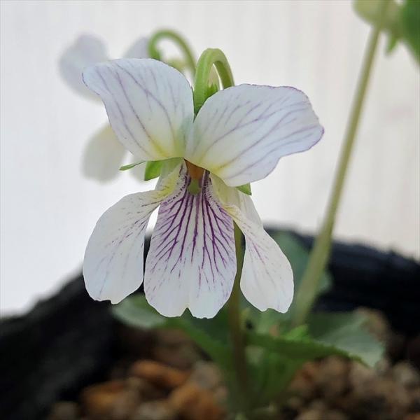 \̔ X~ c A\qJQX~ 7.5cm|bg݂ R쑐 N K[fjO ԕc h nfs 11{ȍ~