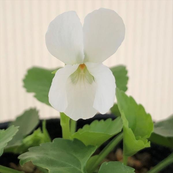 \̔ X~ c PiV}oX~ 7.5cm|bg݂ R쑐 N K[fjO ԕc h nfs 11{ȍ~