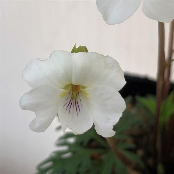 \̔ X~ c qSX~ 7.5cm|bg݂ R쑐 N K[fjO ԕc h nfs 11{ȍ~