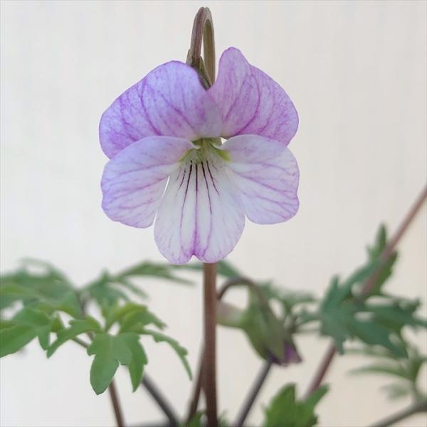 \̔ X~ c F{gqSX~ 7.5cm|bg݂ R쑐 N K[fjO ԕc h nfs 11{ȍ~