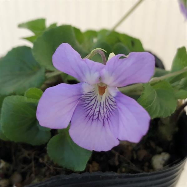 \̔ X~ c II^`c{X~ 7.5cm|bg݂ R쑐 N K[fjO ԕc h nfs 11{ȍ~