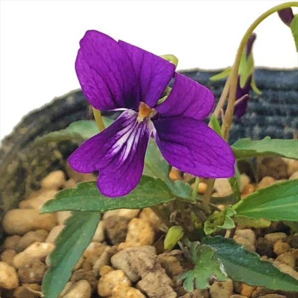 \̔ X~ c XYLX~ 7.5cm|bg݂ R쑐 N K[fjO ԕc h nfs 11{ȍ~