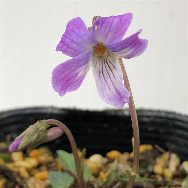 \̔ X~ c E[X~ 7.5cm|bg݂ R쑐 N K[fjO ԕc h nfs 11{ȍ~