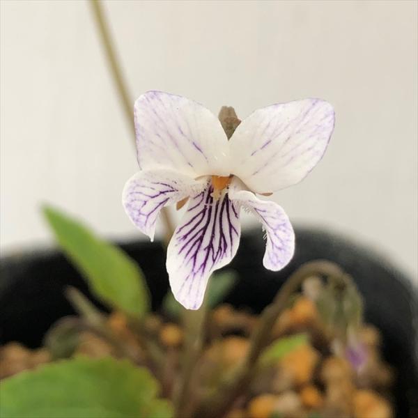 \̔ X~ c NV}ELEX~ 7.5cm|bg݂ R쑐 N K[fjO ԕc h nfs 11{ȍ~