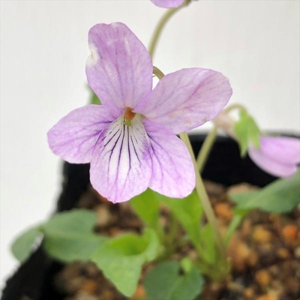 \̔ X~ c TLKPX~ 7.5cm|bg݂ R쑐 N K[fjO ԕc h nfs 11{ȍ~