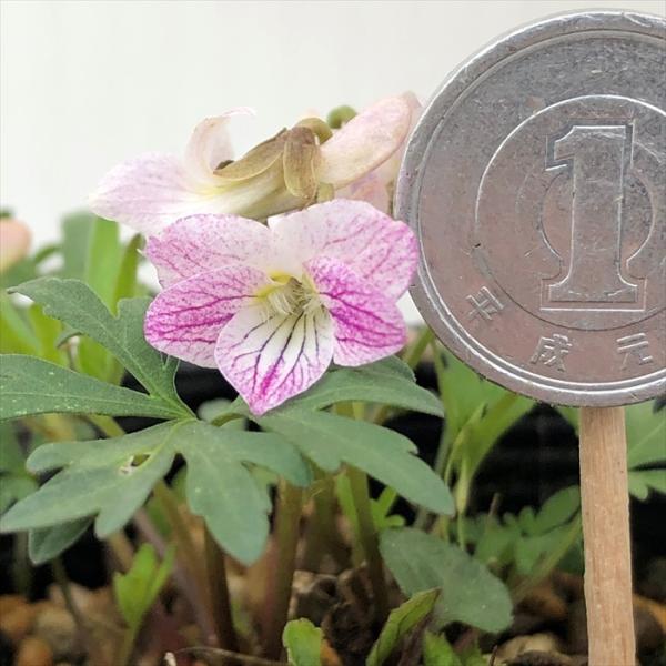 \̔ X~ c }VEX~ 7.5cm|bg݂ R쑐 N K[fjO ԕc h nfs 11{ȍ~