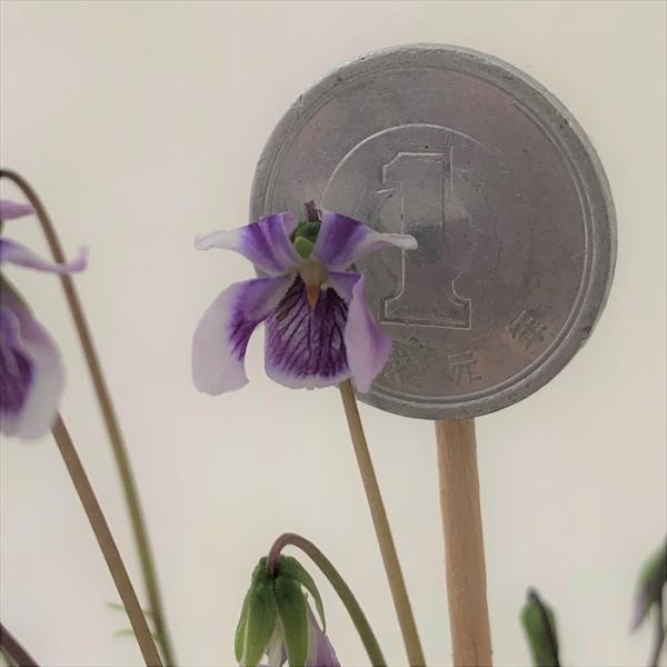 \̔ X~ c BI oNVB 7.5cm|bg݂ R쑐 N K[fjO ԕc h nfs 11{ȍ~