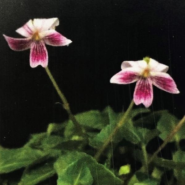 \̔ X~ c jCX~i^Cj 7.5cm|bg݂ R쑐 N K[fjO ԕc h nfs 11{ȍ~