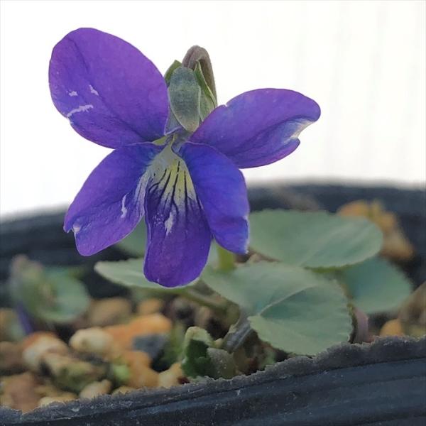 \̔ X~ c BI \A psIiPA 7.5cm|bg݂ R쑐 N K[fjO ԕc h nfs 11{ȍ~