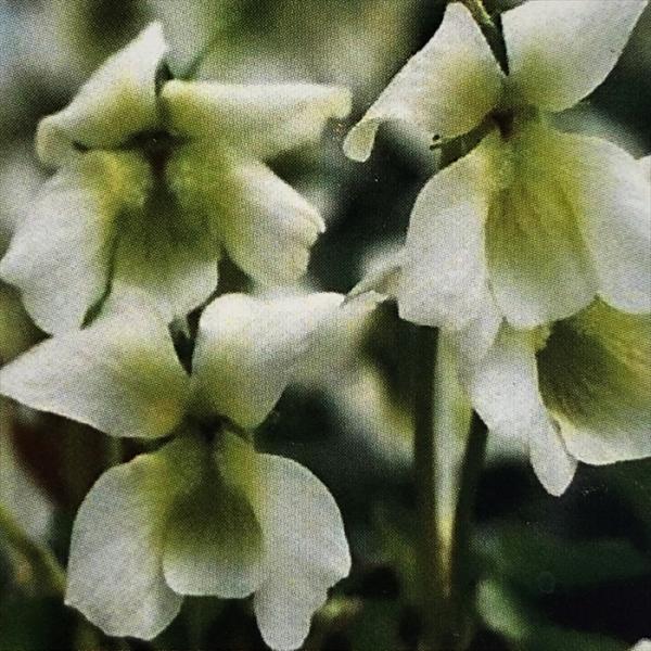 \̔ X~ c BI \A Xm[ vZX 7.5cm|bg݂ R쑐 N K[fjO ԕc h nfs 11{ȍ~