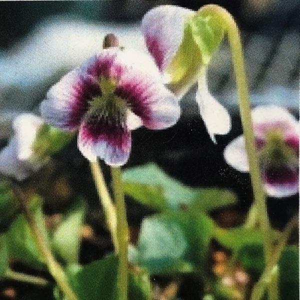 \̔ X~ c BI \A AXEB^[ 7.5cm|bg݂ R쑐 N K[fjO ԕc h nfs 11{ȍ~