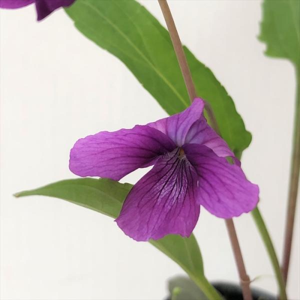 \̔ X~ c ^CX~ ^C}WJ 7.5cm|bg݂ R쑐 N K[fjO ԕc h nfs 11{ȍ~