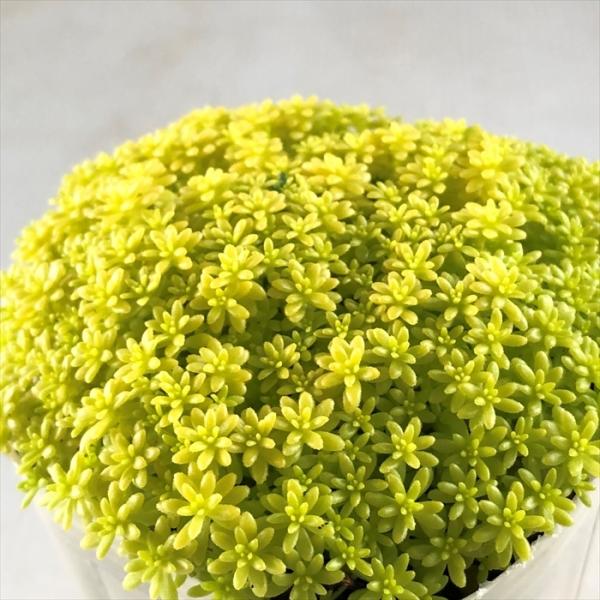 日本花キ流通 多肉植物 sbセダム 細葉黄金万年草 多肉植物 セダム 7.5